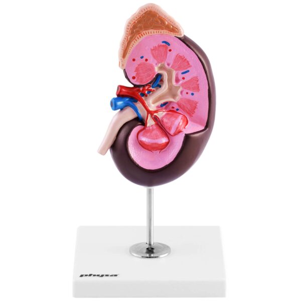 Model anatomiczny 3D nerki człowieka skala 1.5:1 3 10040339 3