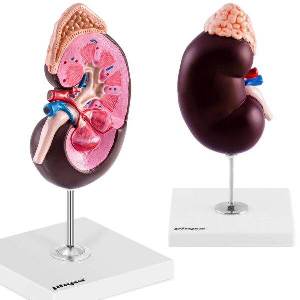 10040339-model-anatomiczny-3d-nerki-czlowieka-skala-151-hurtownia-sklep 10040339 model anatomiczny 3d nerki czlowieka skala 151 hurtownia sklep