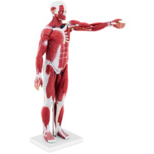 Model anatomiczny 3D ciała człowieka 27 elementów 76 cm 11 Model anatomiczny 3D ciała człowieka 27 elementów 76 cm - obrazek 2
