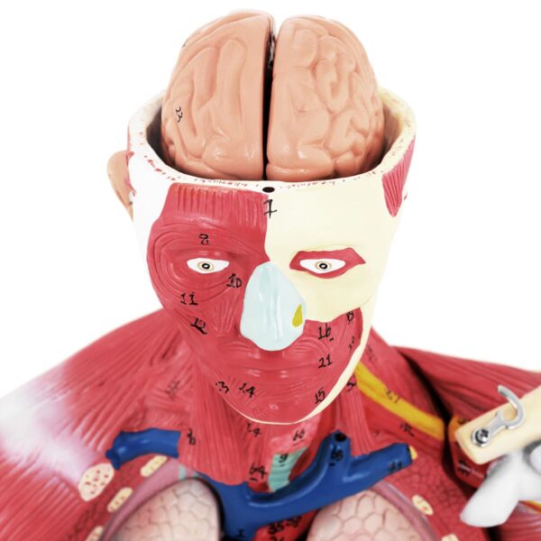 Model anatomiczny 3D ciała człowieka 27 elementów 76 cm 2 10040349 2