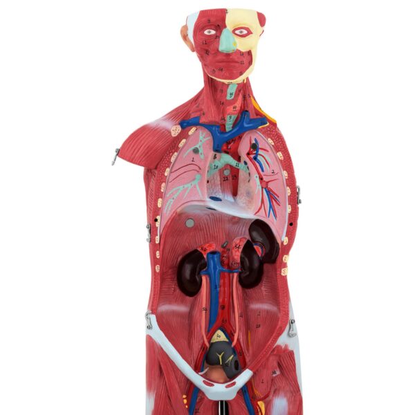 Model anatomiczny 3D ciała człowieka 27 elementów 76 cm 3 10040349 3