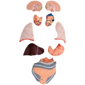 Model anatomiczny 3D ciała człowieka 27 elementów 76 cm 14 Model anatomiczny 3D ciała człowieka 27 elementów 76 cm - obrazek 5