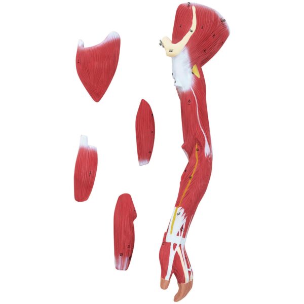 Model anatomiczny 3D ciała człowieka 27 elementów 76 cm 5 10040349 5