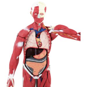 Model anatomiczny 3D ciała człowieka 27 elementów 76 cm 16 Model anatomiczny 3D ciała człowieka 27 elementów 76 cm - obrazek 7