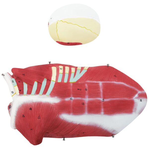 Model anatomiczny 3D ciała człowieka 27 elementów 76 cm 7 10040349 7