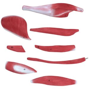 Model anatomiczny 3D ciała człowieka 27 elementów 76 cm 18 Model anatomiczny 3D ciała człowieka 27 elementów 76 cm - obrazek 9