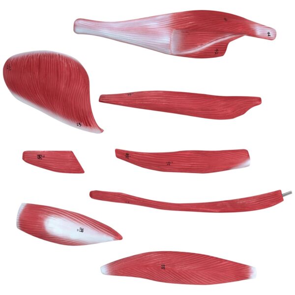 Model anatomiczny 3D ciała człowieka 27 elementów 76 cm 8 10040349 8