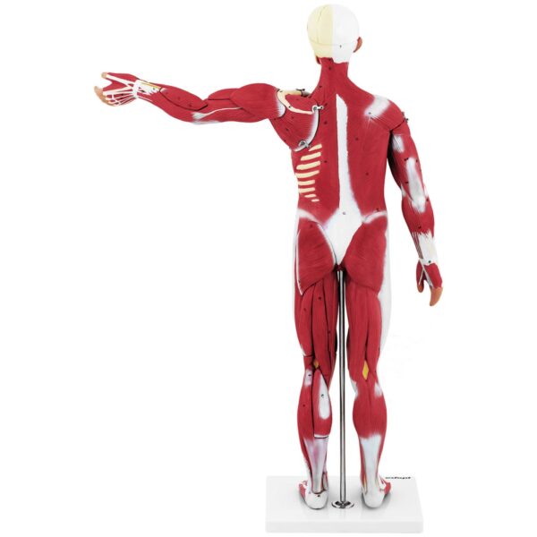 Model anatomiczny 3D ciała człowieka 27 elementów 76 cm 9 10040349 9