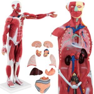 Model anatomiczny 3D ciała człowieka 27 elementów 76 cm 10 Model anatomiczny 3D ciała człowieka 27 elementów 76 cm - obrazek 1
