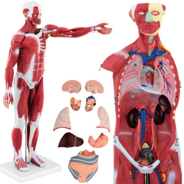 10040349-model-anatomiczny-3d-ciala-czlowieka-27-elementow-76-cm-hurtownia-sklep 10040349 model anatomiczny 3d ciala czlowieka 27 elementow 76 cm hurtownia sklep