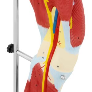 Model anatomiczny 3D mięśni nogi człowieka 10 Model anatomiczny 3D mięśni nogi człowieka - obrazek 4
