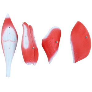 Model anatomiczny 3D mięśni nogi człowieka 11 Model anatomiczny 3D mięśni nogi człowieka - obrazek 5