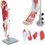 10040350 model anatomiczny 3d miesni nogi czlowieka hurtownia sklep