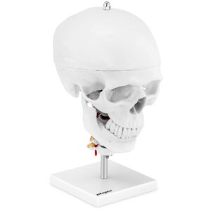 Model anatomiczny 3D czaszki człowieka z mózgiem 7 kręgami skala 1:1 7 Model anatomiczny 3D czaszki człowieka z mózgiem 7 kręgami skala 1:1 - obrazek 2