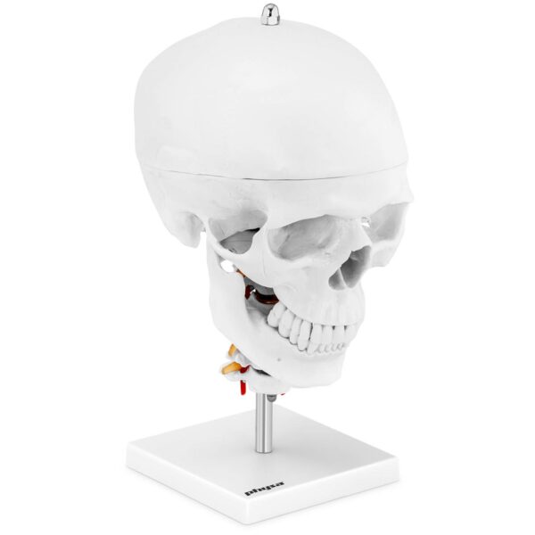 Model anatomiczny 3D czaszki człowieka z mózgiem 7 kręgami skala 1:1 1 10040404 1