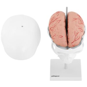 Model anatomiczny 3D czaszki człowieka z mózgiem 7 kręgami skala 1:1 8 Model anatomiczny 3D czaszki człowieka z mózgiem 7 kręgami skala 1:1 - obrazek 3