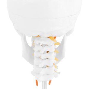 Model anatomiczny 3D czaszki człowieka z mózgiem 7 kręgami skala 1:1 9 Model anatomiczny 3D czaszki człowieka z mózgiem 7 kręgami skala 1:1 - obrazek 4