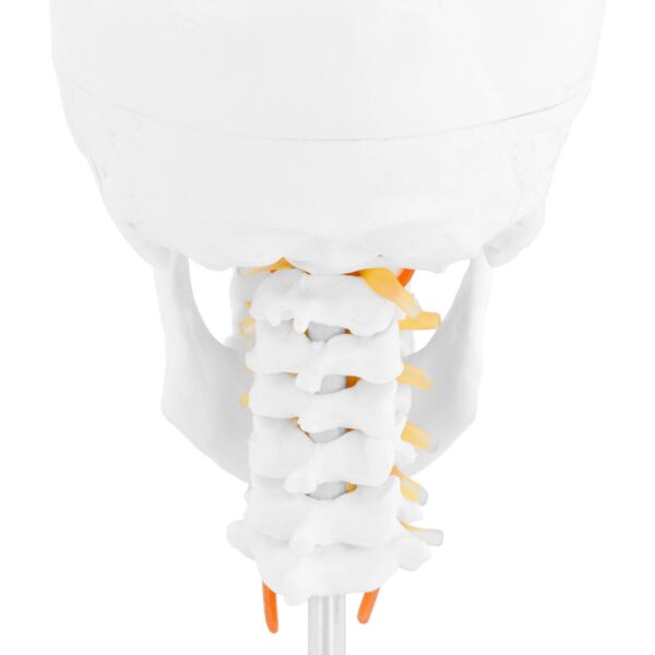 Model anatomiczny 3D czaszki człowieka z mózgiem 7 kręgami skala 1:1 3 10040404 3