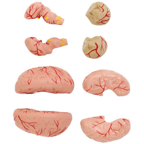 Model anatomiczny 3D czaszki człowieka z mózgiem 7 kręgami skala 1:1 4 10040404 4