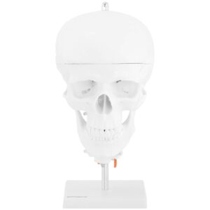 Model anatomiczny 3D czaszki człowieka z mózgiem 7 kręgami skala 1:1 11 Model anatomiczny 3D czaszki człowieka z mózgiem 7 kręgami skala 1:1 - obrazek 6