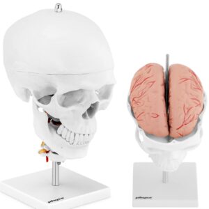 Model anatomiczny 3D czaszki człowieka z mózgiem 7 kręgami skala 1:1 6 Model anatomiczny 3D czaszki człowieka z mózgiem 7 kręgami skala 1:1 - obrazek 1