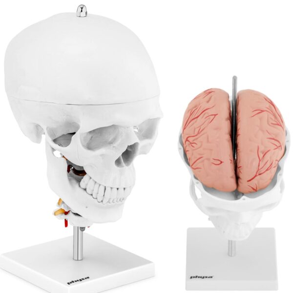 10040404-model-anatomiczny-3d-czaszki-czlowieka-z-mozgiem-7-kregami-skala-11-hurtownia-sklep 10040404 model anatomiczny 3d czaszki czlowieka z mozgiem 7 kregami skala 11 hurtownia sklep