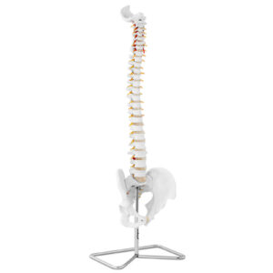 Model anatomiczny kręgosłupa człowieka z męską miednicą 76 cm 8 Model anatomiczny kręgosłupa człowieka z męską miednicą 76 cm - obrazek 4