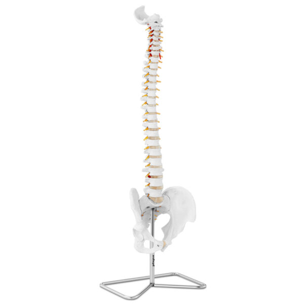 Model anatomiczny kręgosłupa człowieka z męską miednicą 76 cm 3 1009535 1