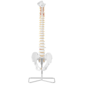 Model anatomiczny kręgosłupa człowieka z męską miednicą 76 cm 7 Model anatomiczny kręgosłupa człowieka z męską miednicą 76 cm - obrazek 3