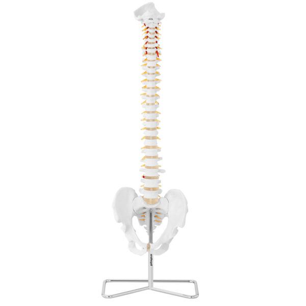 Model anatomiczny kręgosłupa człowieka z męską miednicą 76 cm 2 1009535 2