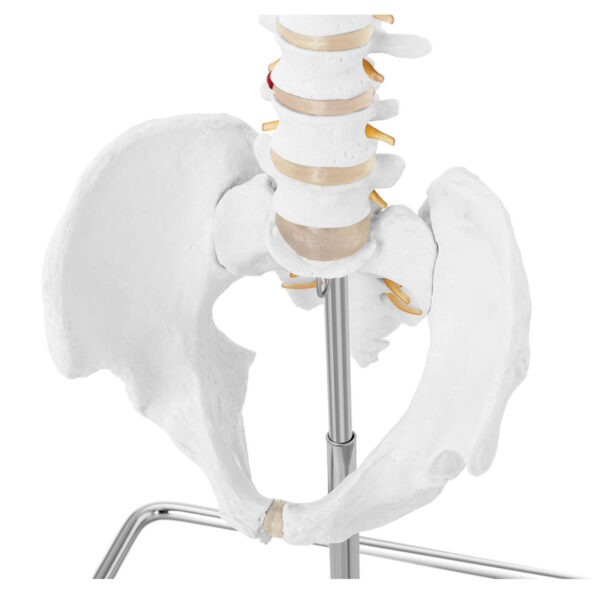 Model anatomiczny kręgosłupa człowieka z męską miednicą 76 cm 1 1009535 3